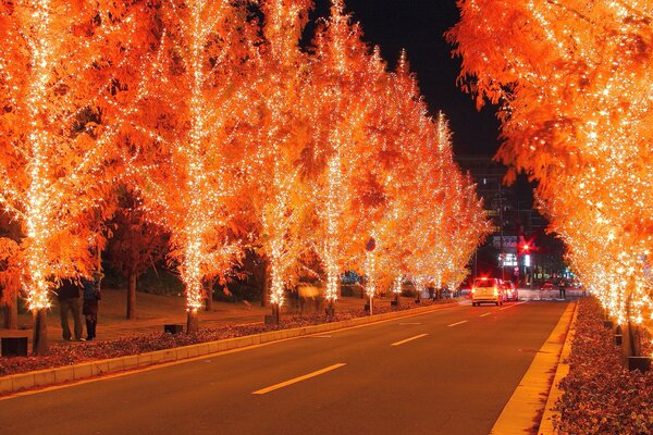 Illuminations d arbres roux le long de la route