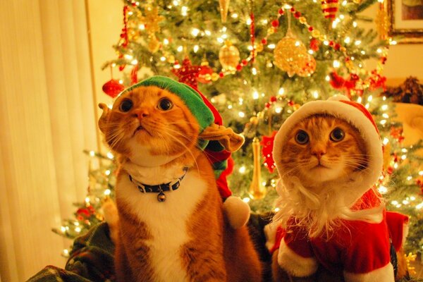 Dwa koty ubrane w elfy na tle choinki