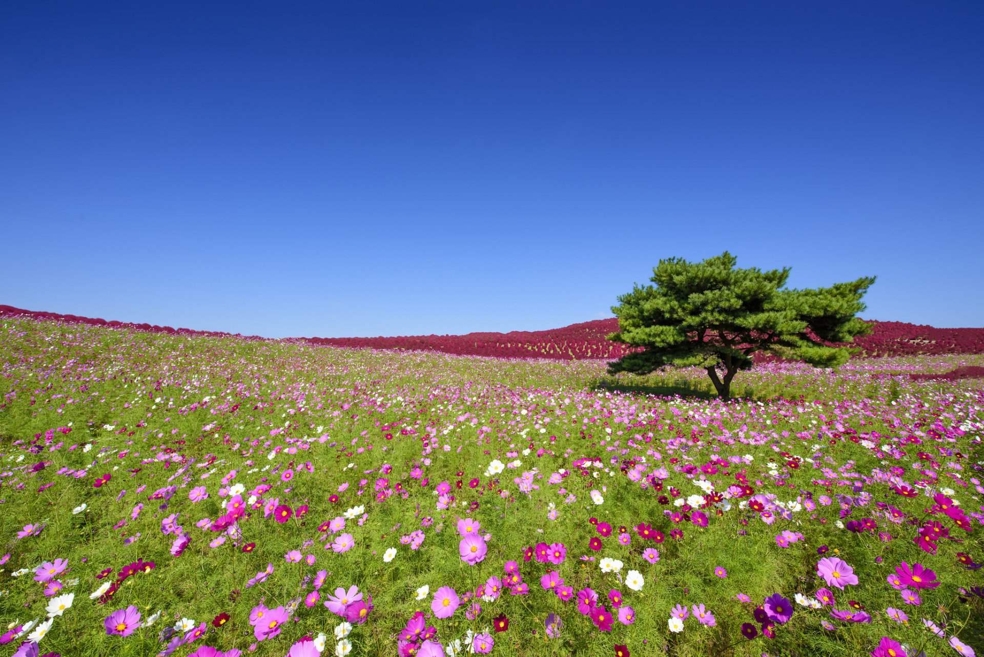 hitachi seaside park hitachinaka япония приморский парк хитачи хитатинака космея цветы дерево луг