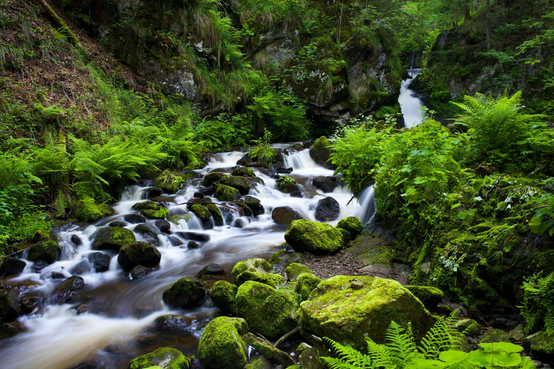 ravennaschlucht schwarzwald deutschland schwarzwald schlucht bach fluss steine vegetation