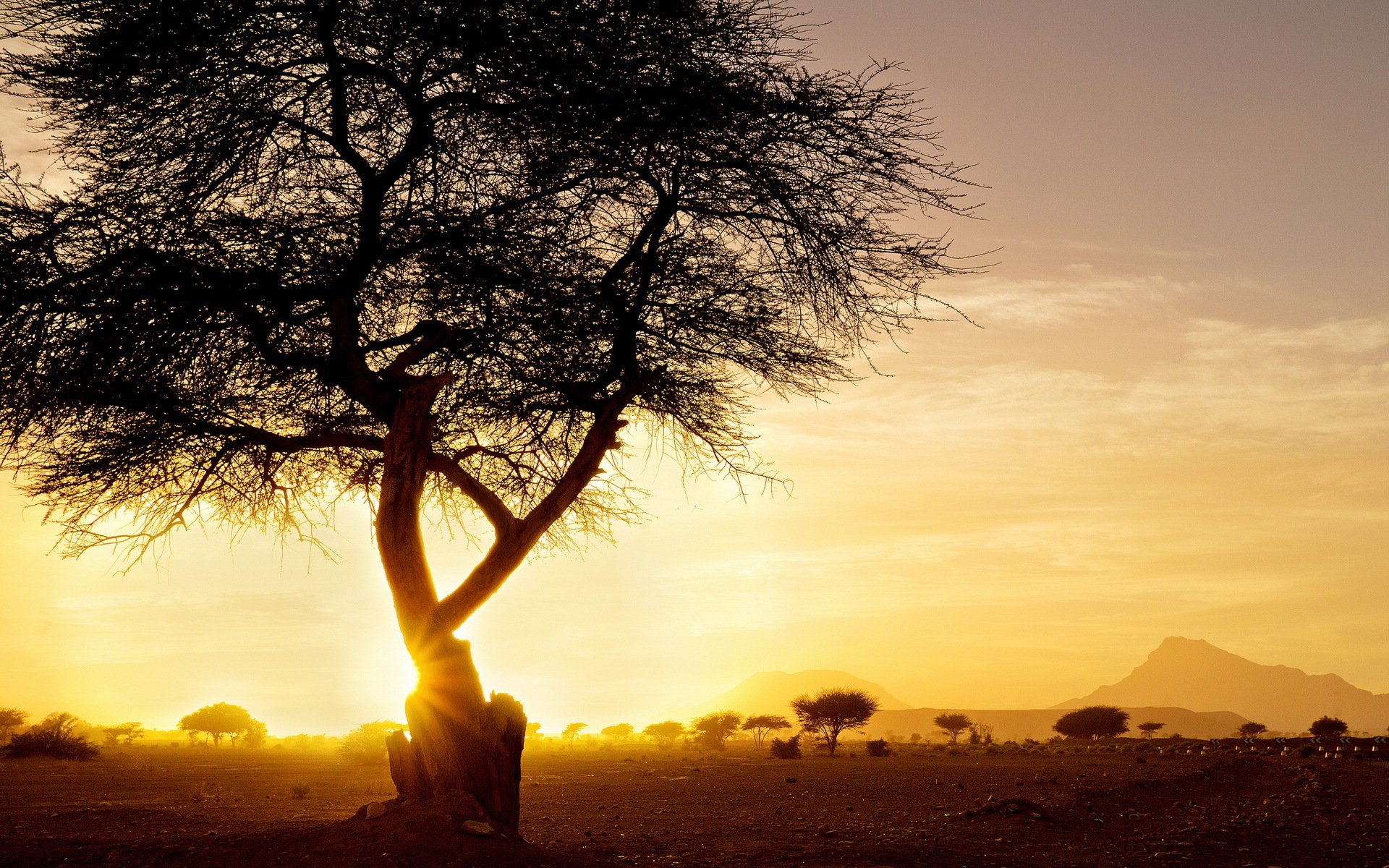 coucher de soleil arbre paysage