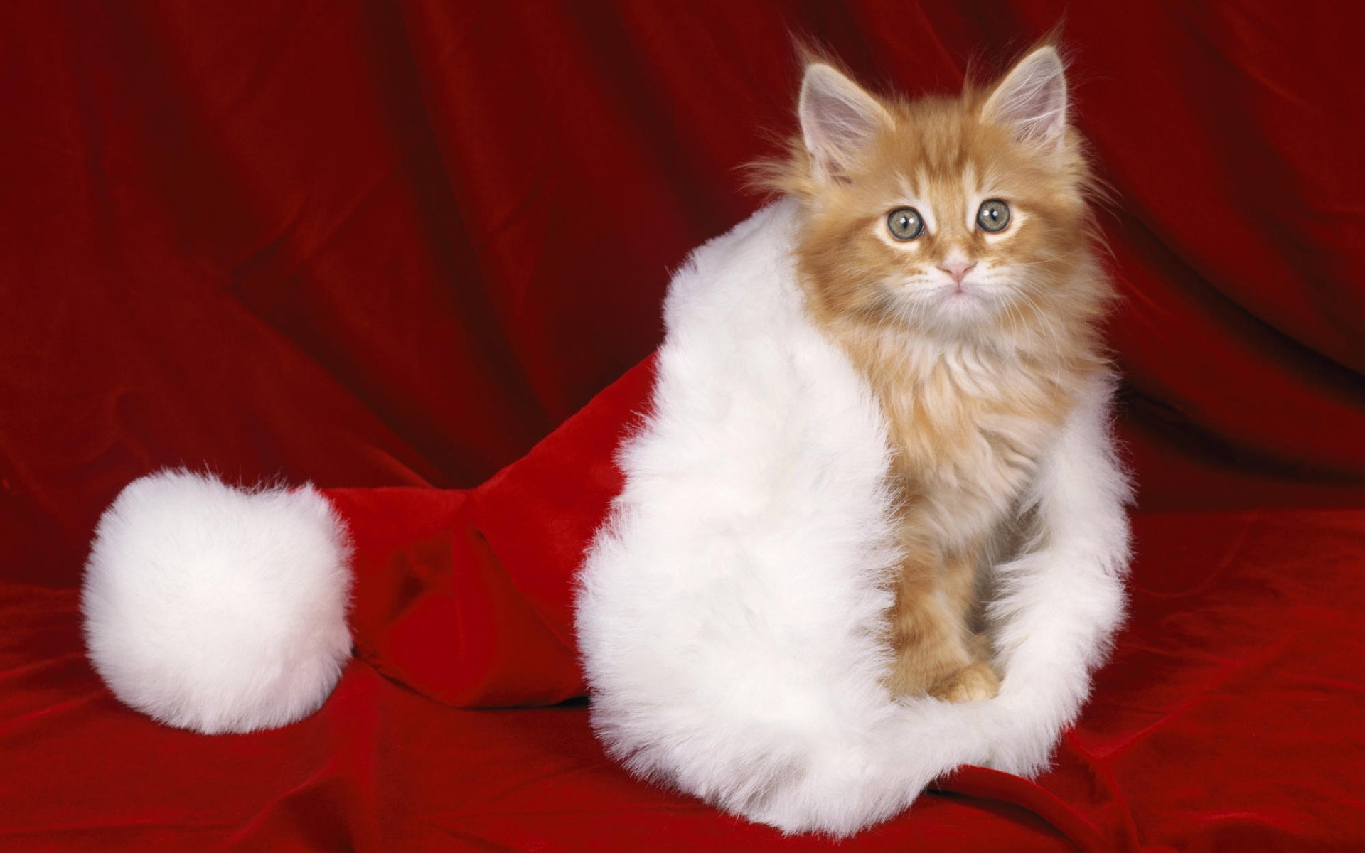 año nuevo gatito sombrero rojo