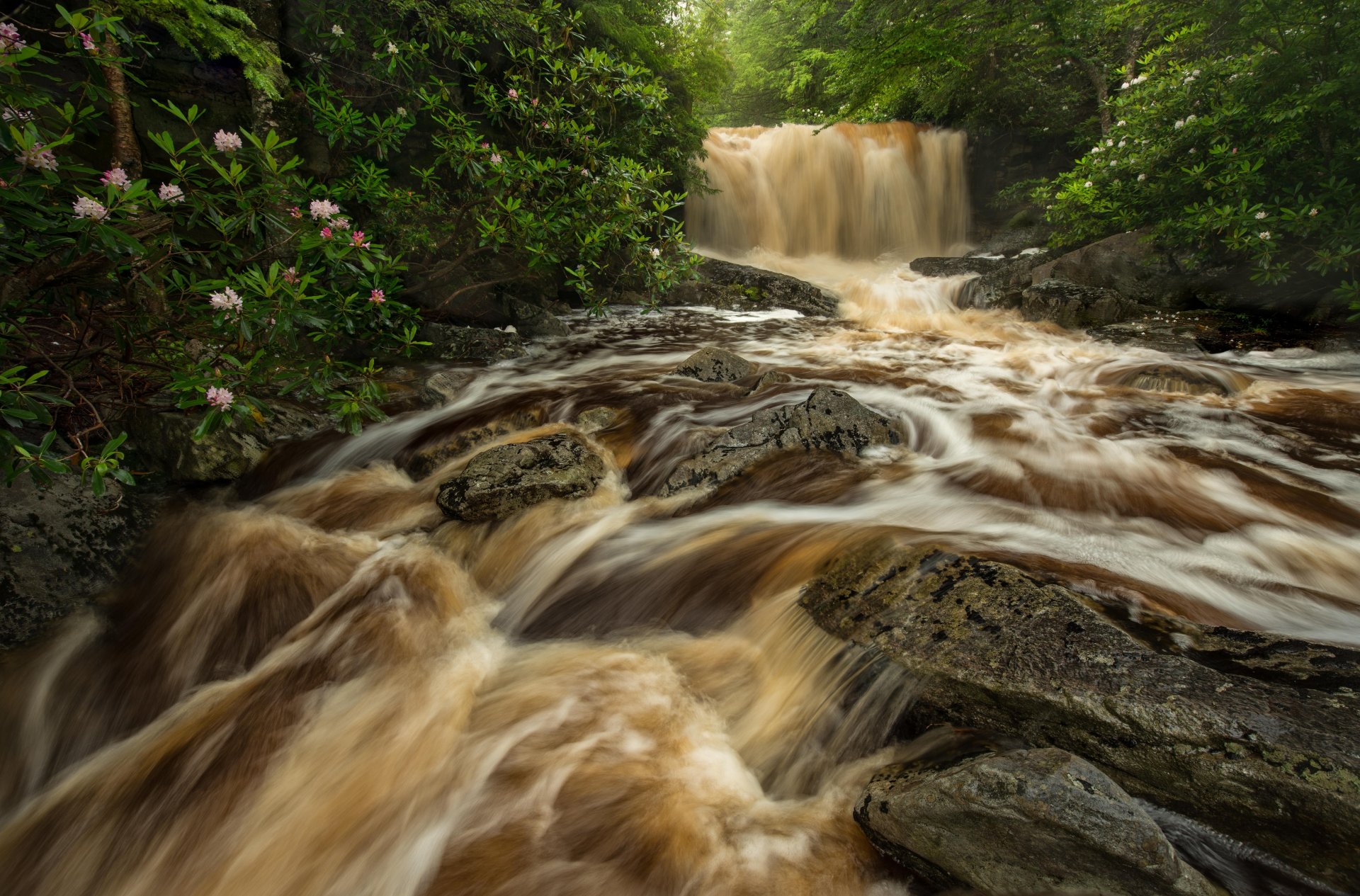 gran carrera de río virginia occidental virginia occidental cascada río corriente rocas bosque rododendros arbustos