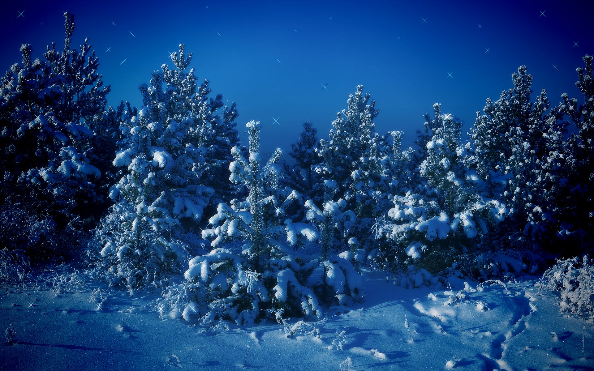 árboles de navidad nieve invierno árboles azul