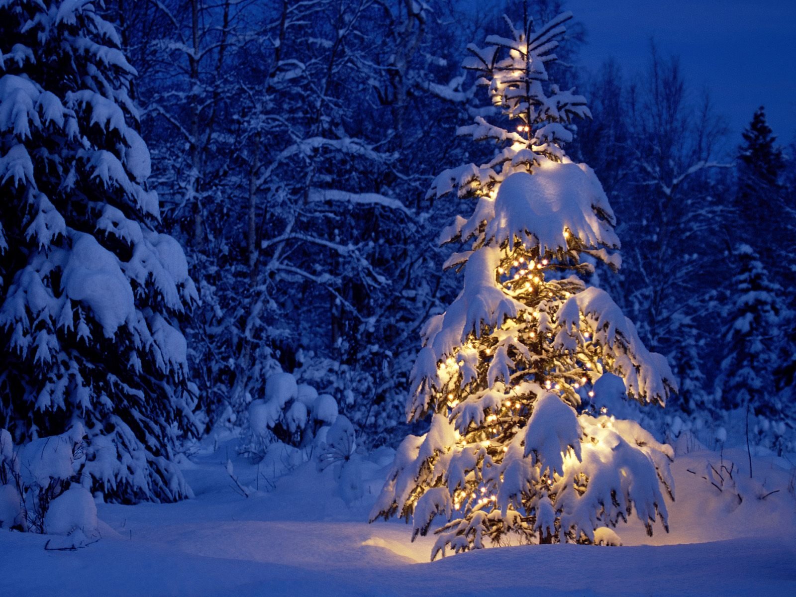 capodanno albero di natale foresta inverno neve