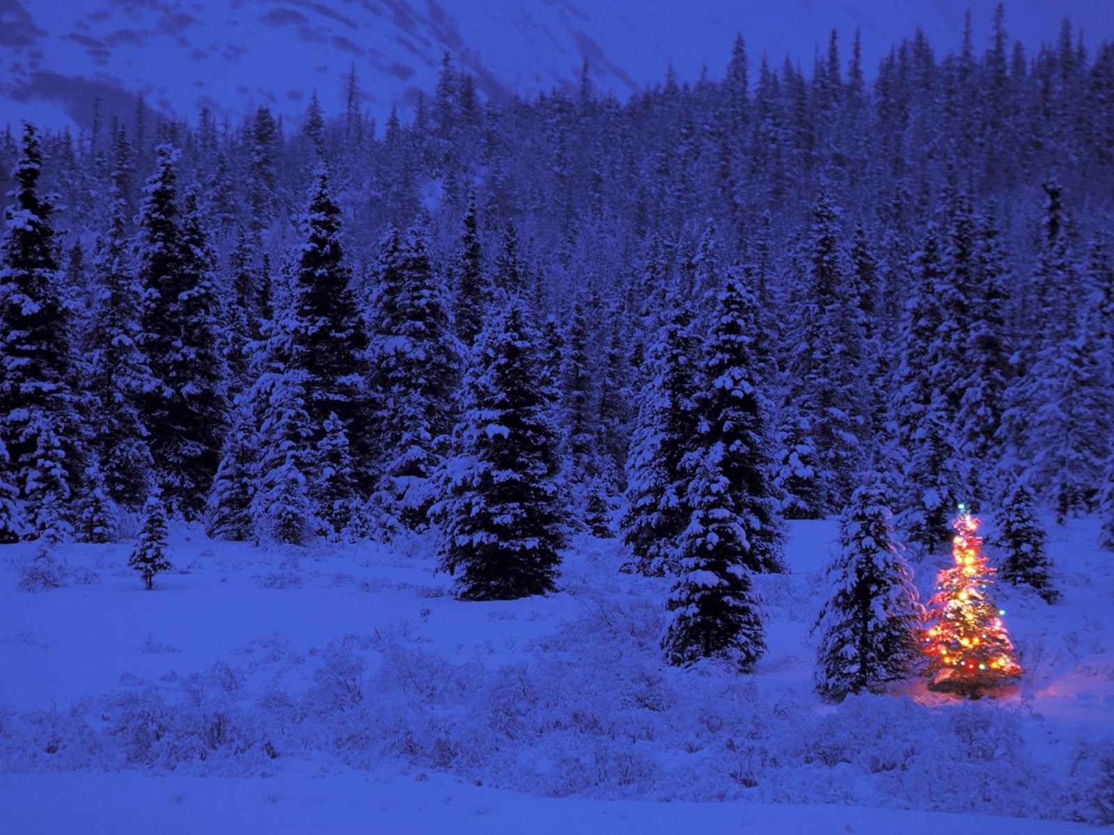 new year winter christmas tree night light