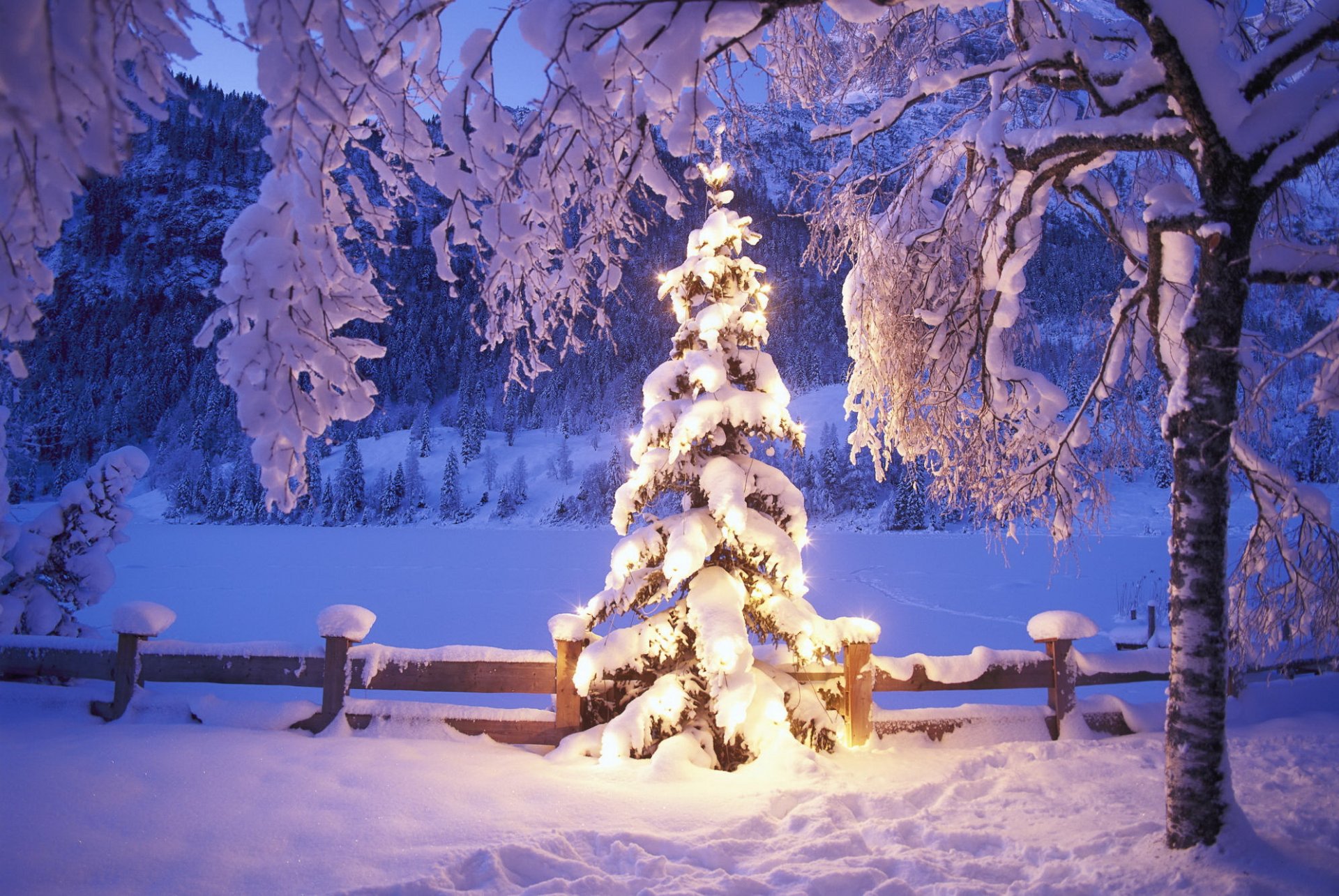 christmas tree lights snow winter