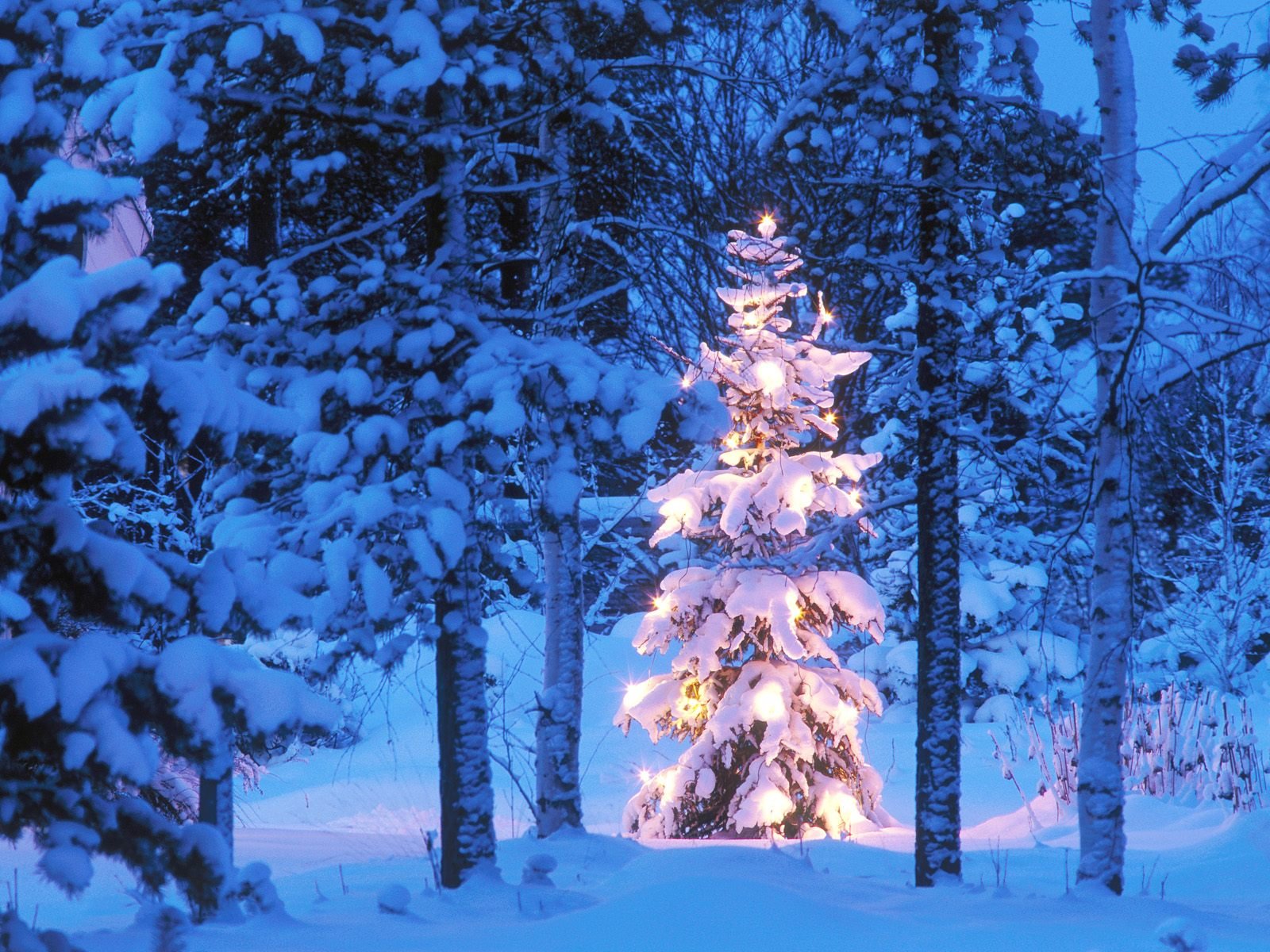 capodanno foresta albero di natale luci