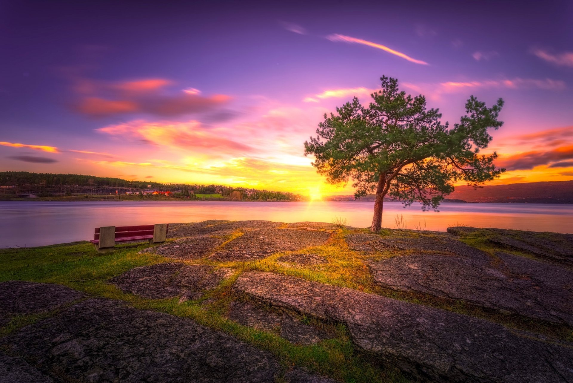 tree sunset lake