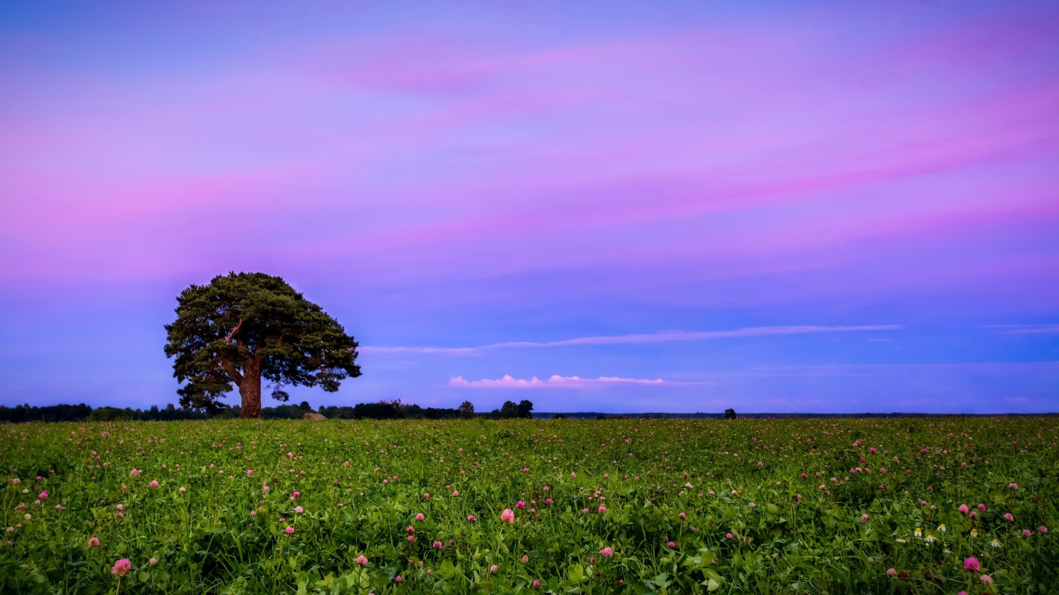 unset the field clover landscape