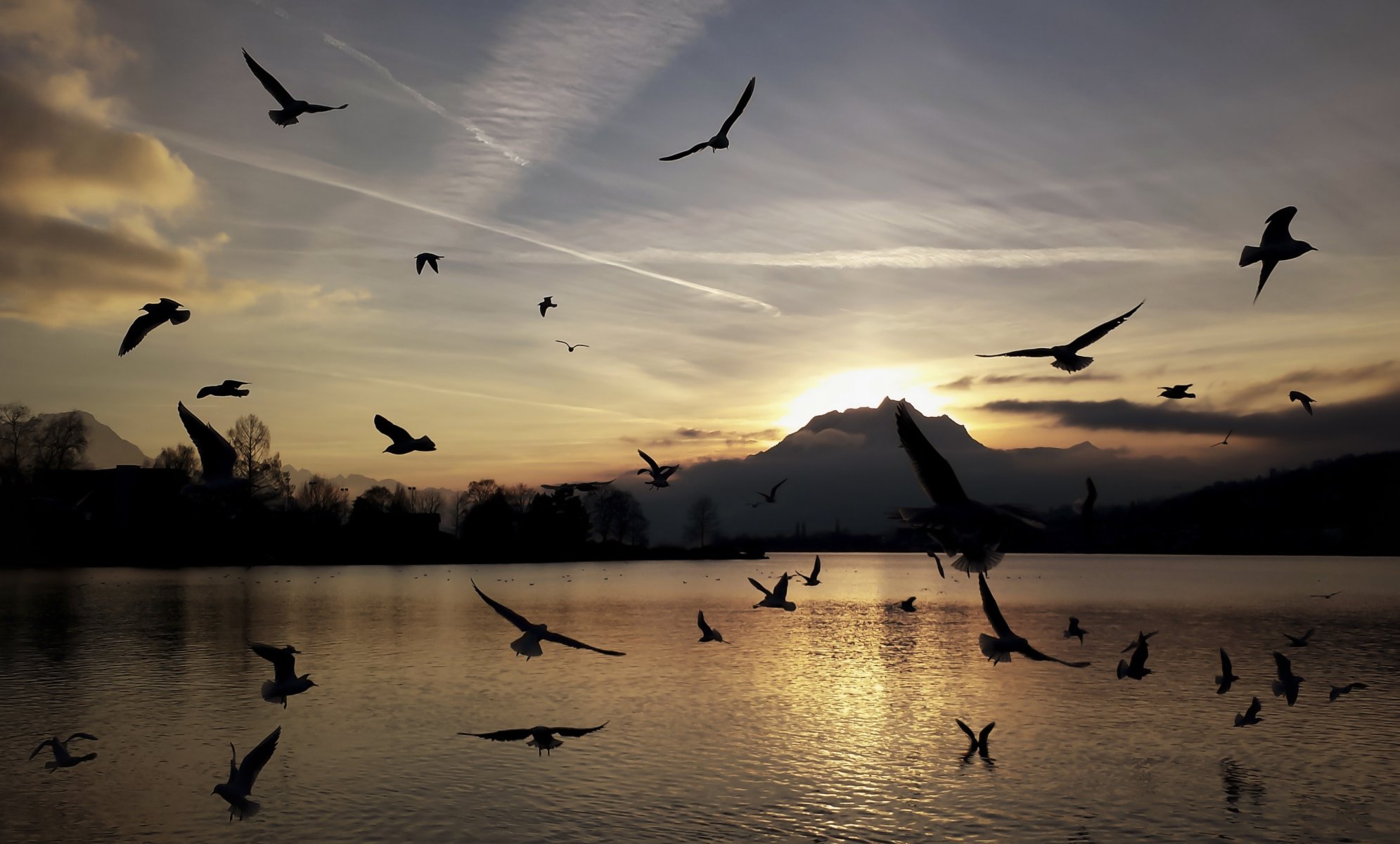 mountain lake birds gulls sunset silhouette