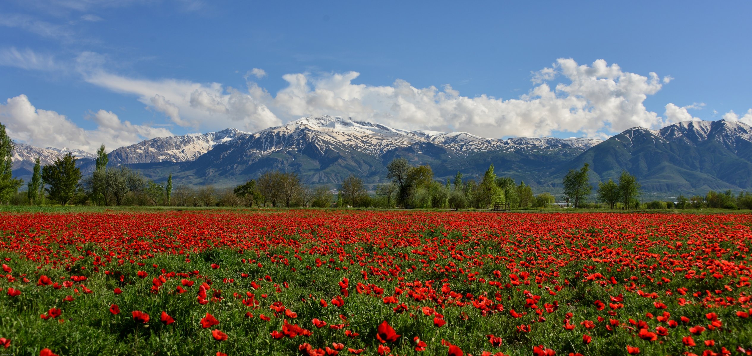 erzincan turquie montagnes munzur montagnes munzur champ de pavot champ coquelicots fleurs montagnes