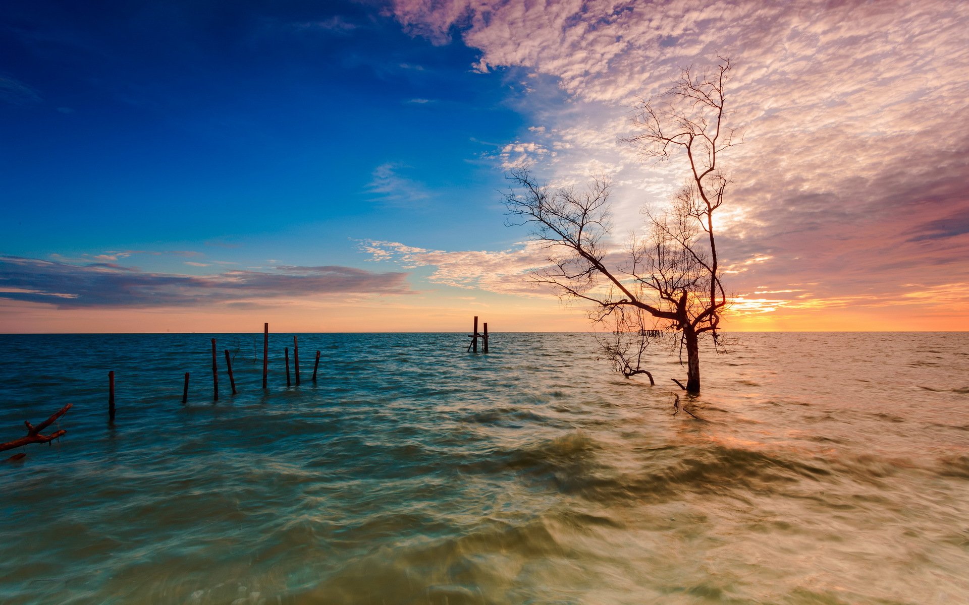 unset sea tree landscape