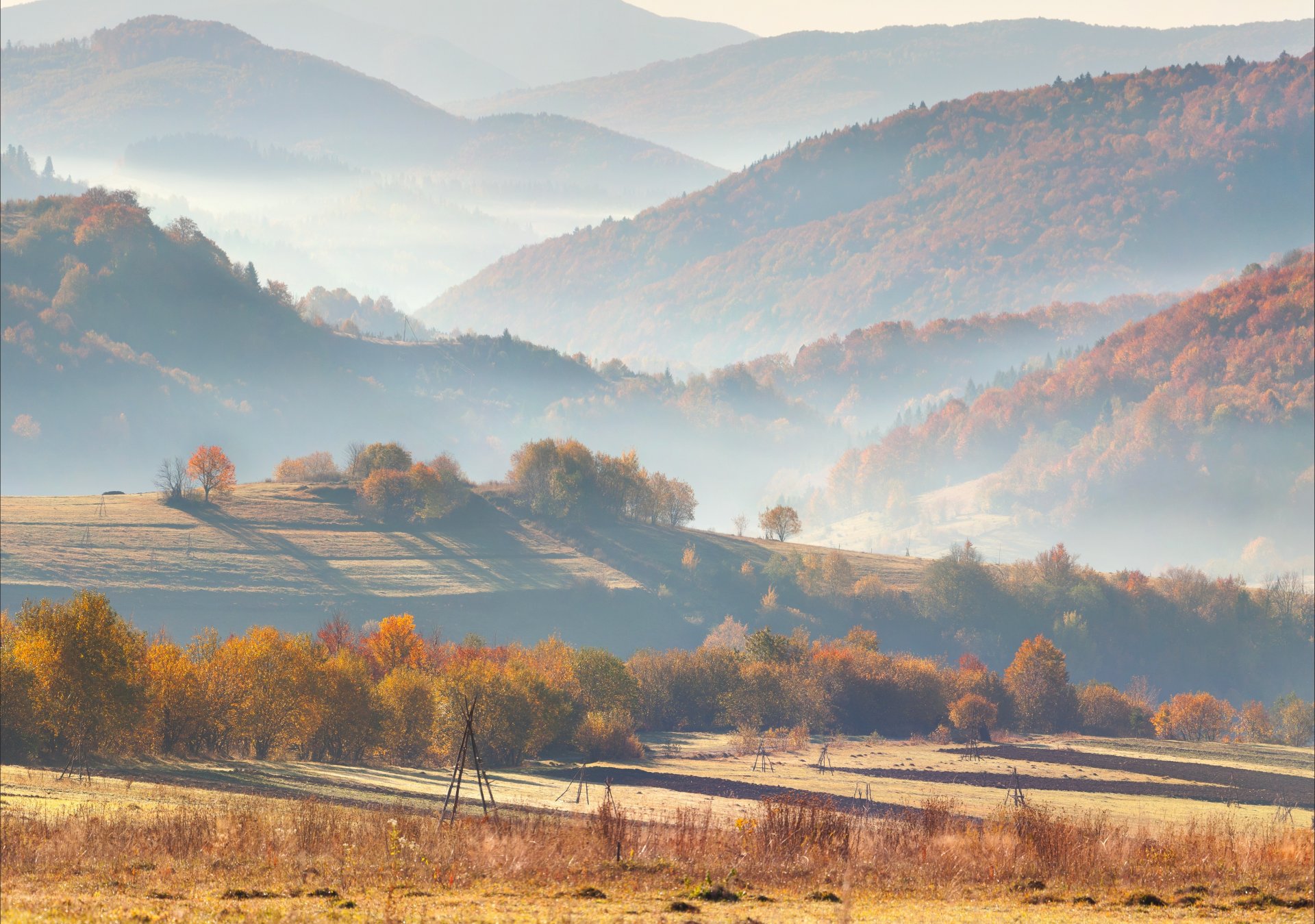 wzgórza drzewa natura mgła