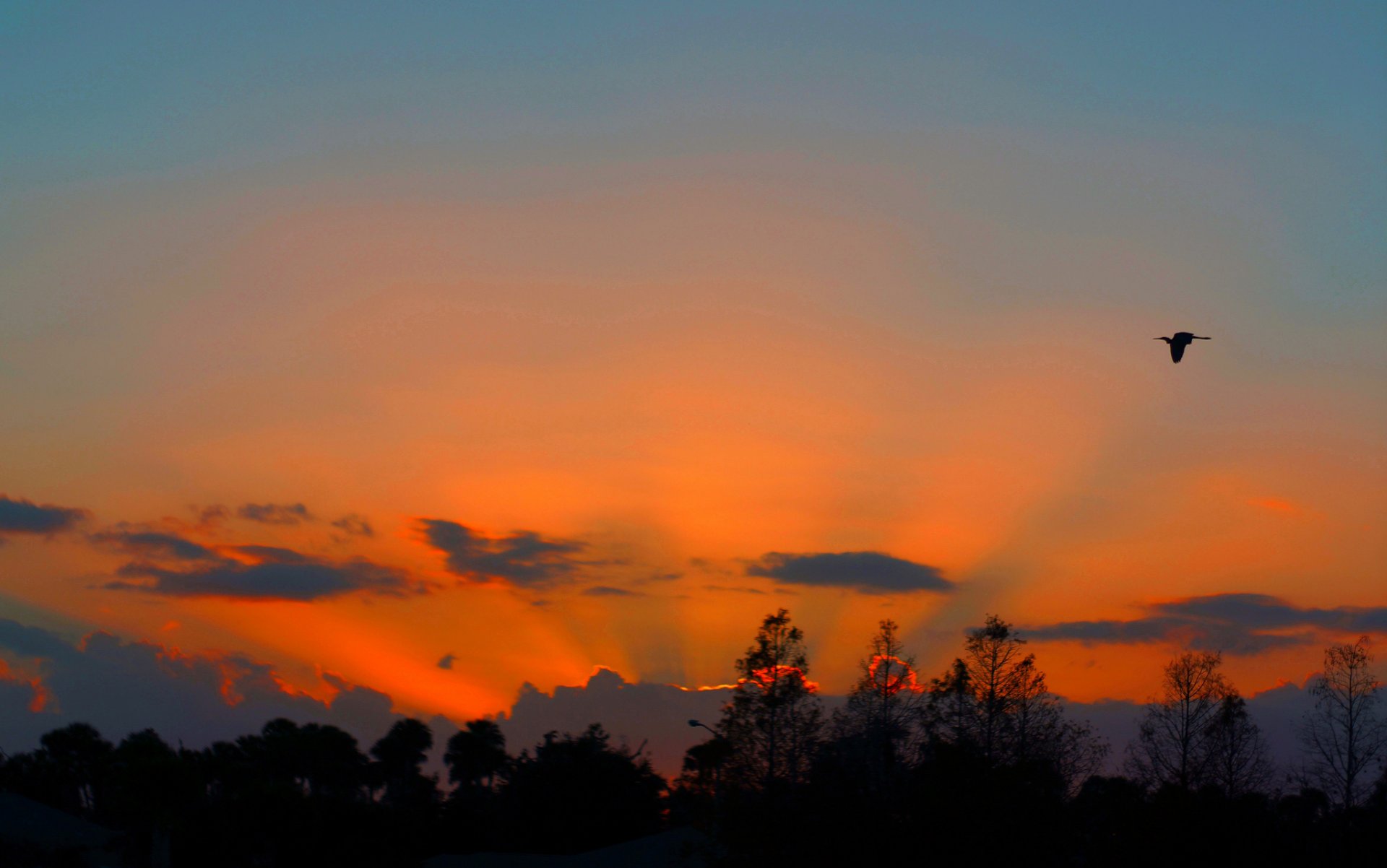 ciel nuages coucher de soleil lueur arbres oiseau silhouette