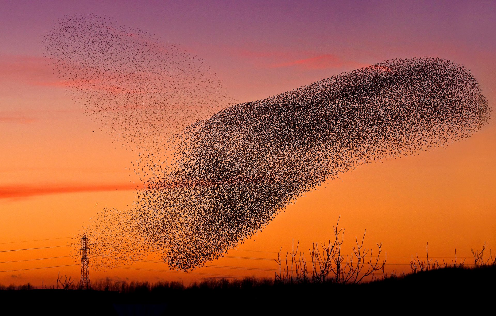 ciel coucher de soleil lueur oiseaux troupeau nuage prop