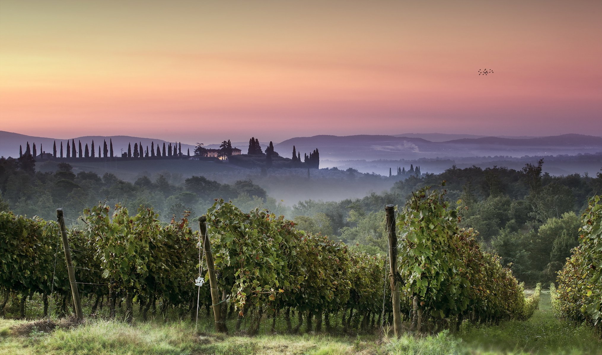 puesta de sol viñedo paisaje