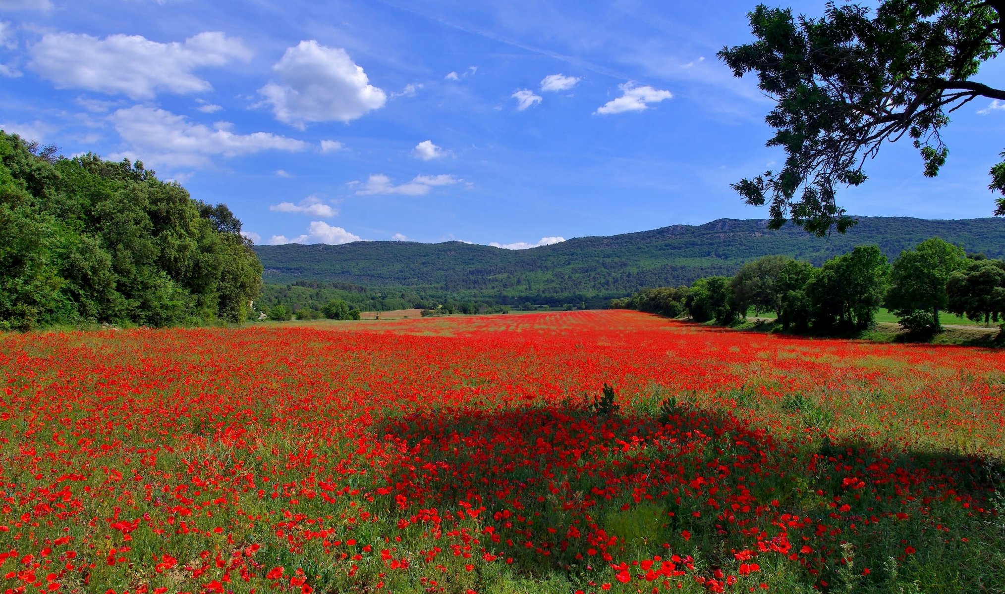 champ coquelicots fleurs arbres collines montagnes espace