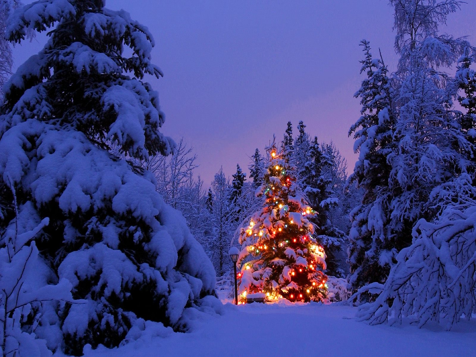 capodanno foresta neve albero di natale luci