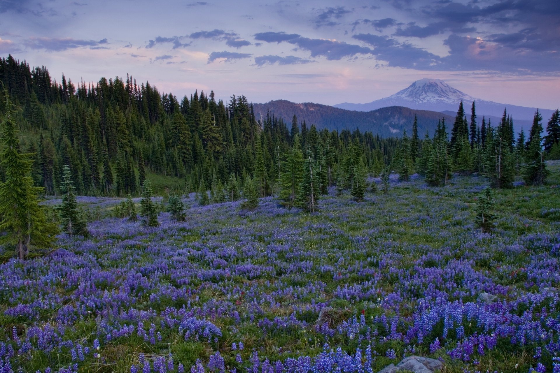 ziege rock wilderness washington kaskade bereich lichtung blumen lupinen bäume berge