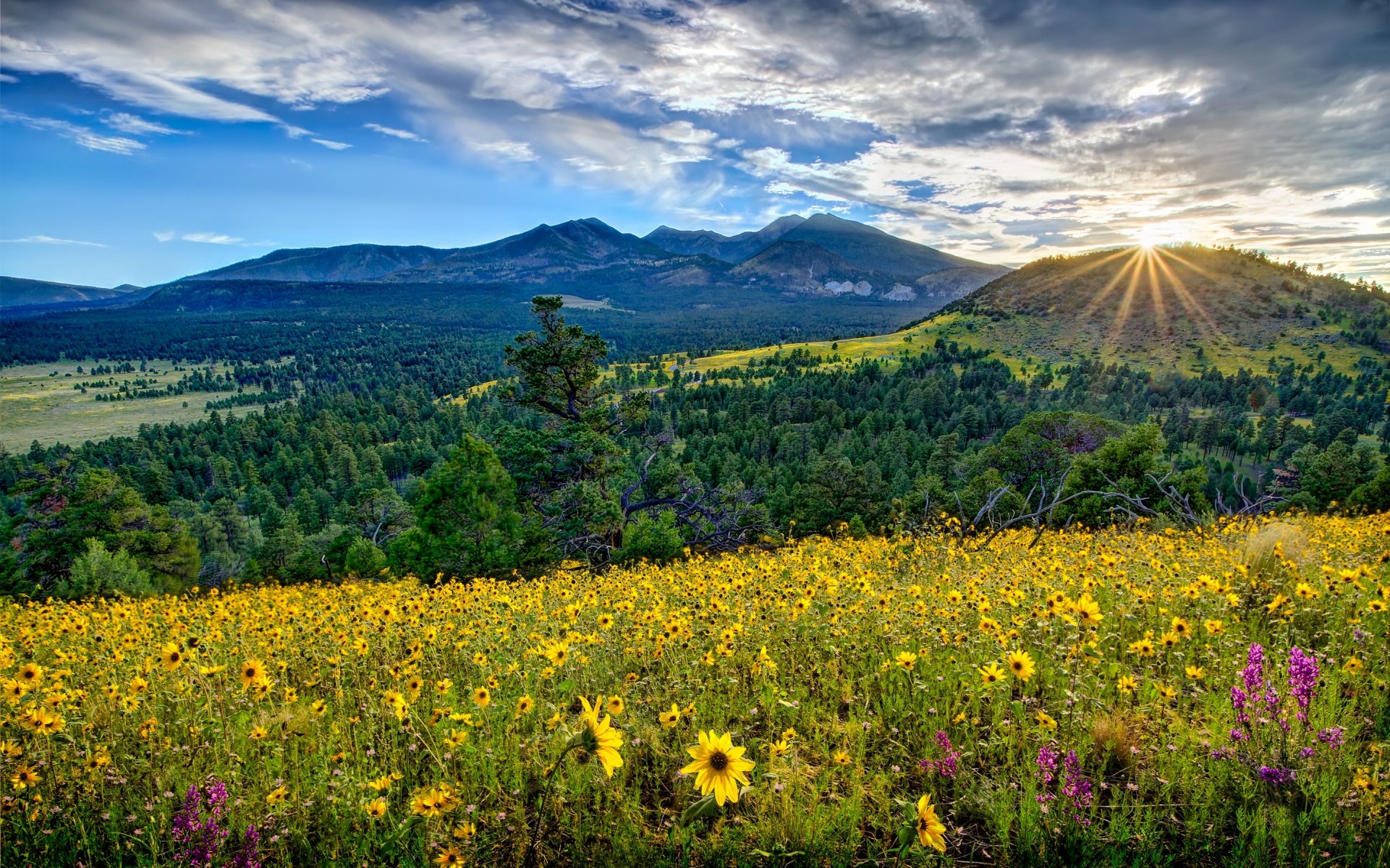 arizona tal berge wiese blumen sonnenaufgang sonnenaufgang panorama