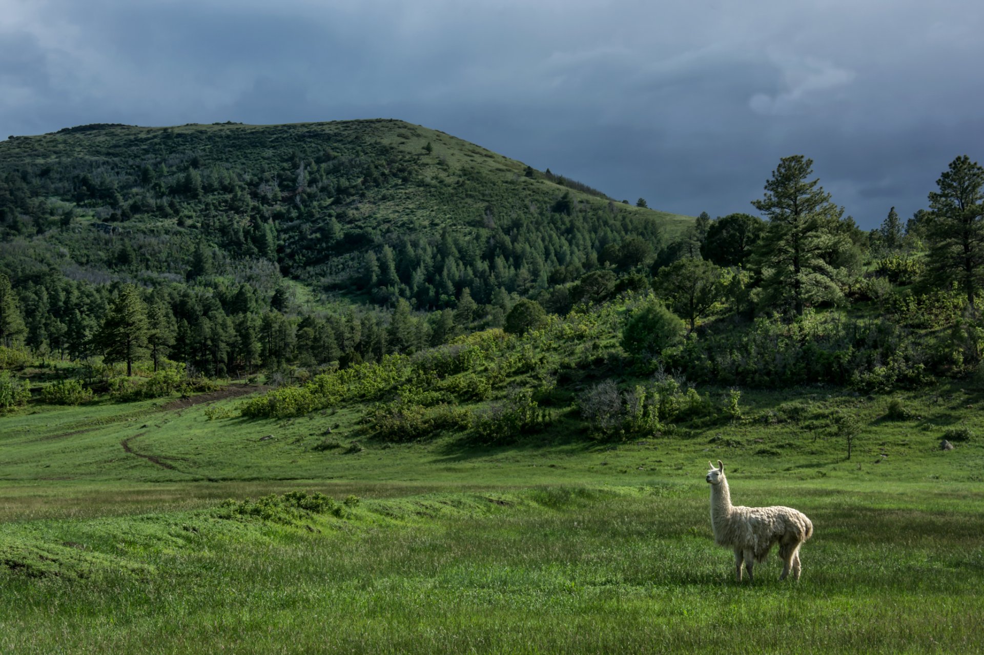 nuevo méxico estados unidos colinas árboles llama prado