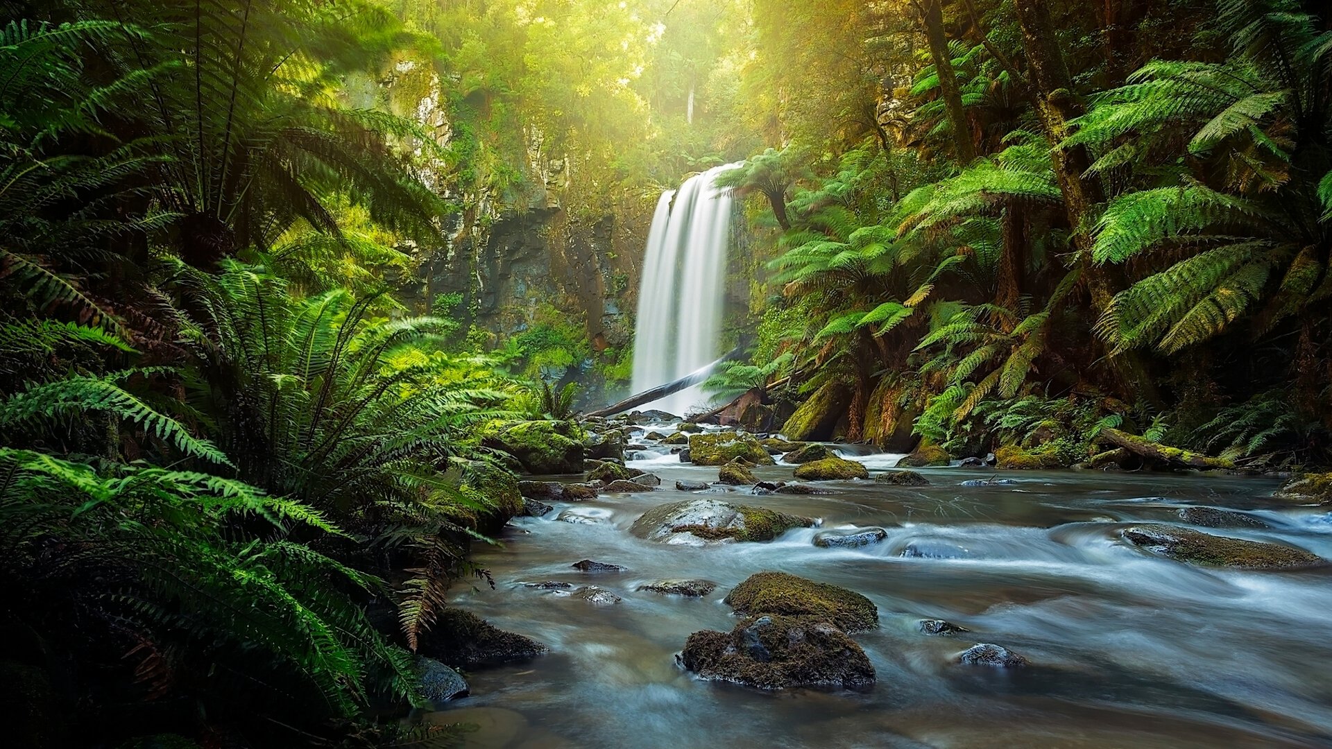 hopetoun falls aire river great otway national park the otways victoria australia waterfall river forest fern