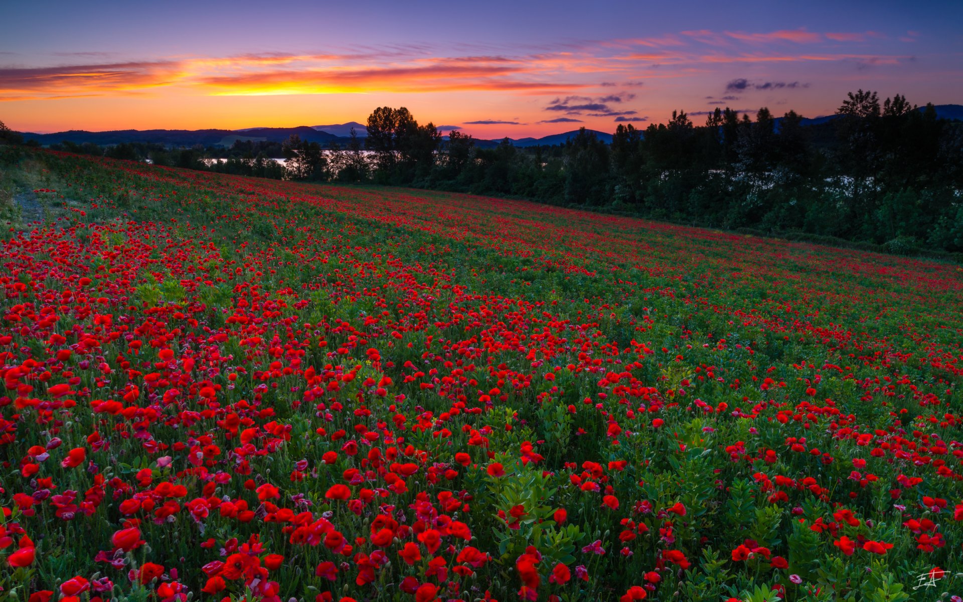 mendijur paesi baschi spagna campo di papaveri tramonto campo papaveri fiori