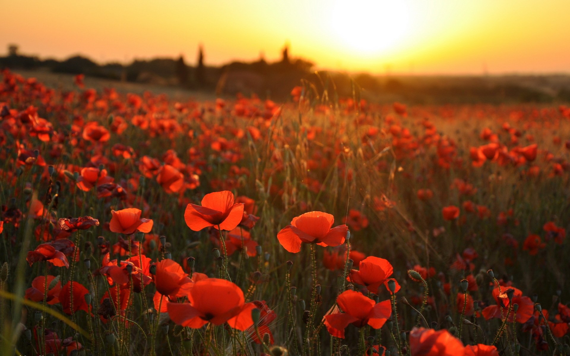 coucher de soleil coquelicots paysage