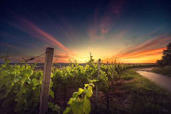 Beau coucher de soleil sur le champ de vigne