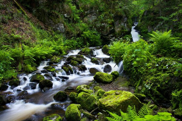 Eine Schlucht, durch die ein Bach im Schwarzwald in Deutschland fließt