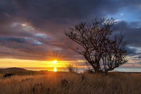 A tree against the background of the setting sun