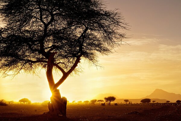 Sunset in the sultry African savannah