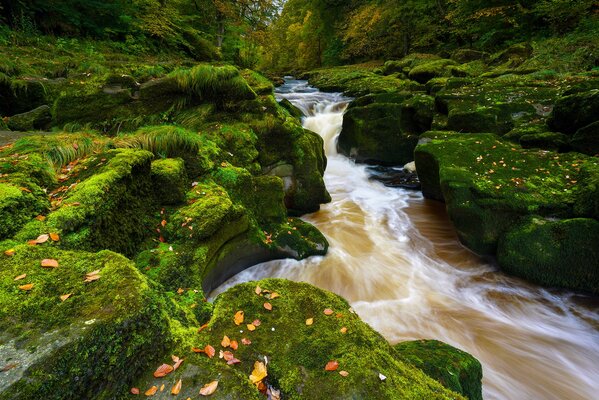 Hermoso río y hojas en las piedras