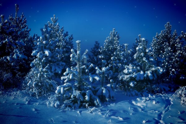 Forêt d hiver sur fond de ciel étoilé