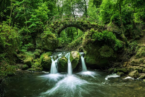 Ruisseau de montagne à travers la forêt verte