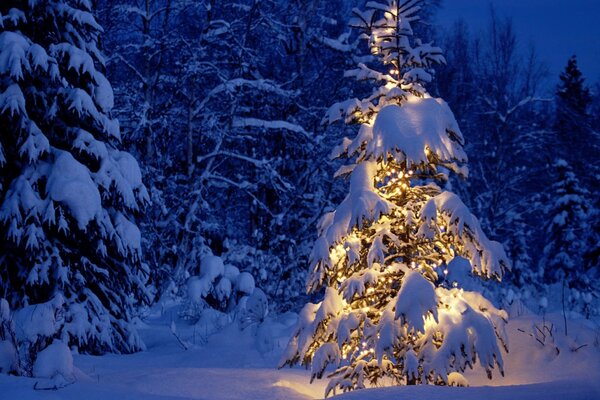 Der Weihnachtsbaum ist mit einer Girlande im Wald geschmückt