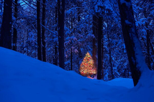 Arbre de Noël dans la forêt d hiver de nuit