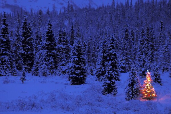 The Christmas tree is shining with lights on New Year s Eve