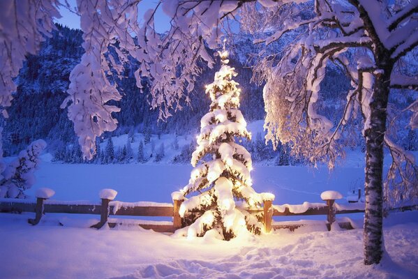 El árbol de Navidad decorado con luces está todo en la nieve