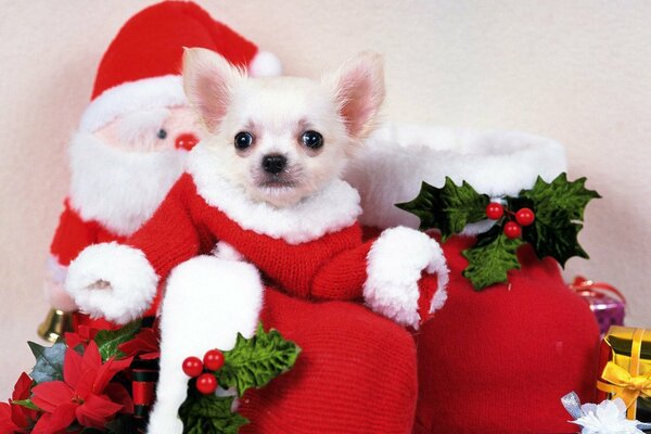 Chien de Noël dans une chaussette