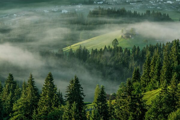 Arbres dans la région montagneuse dans le brouillard