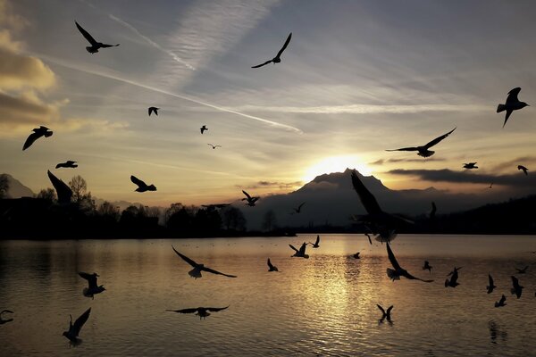 Silhouettes of birds flying over the lake