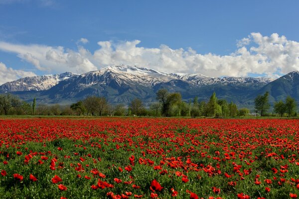 Landschaft des Mohnfeldes auf dem Hintergrund der Berge