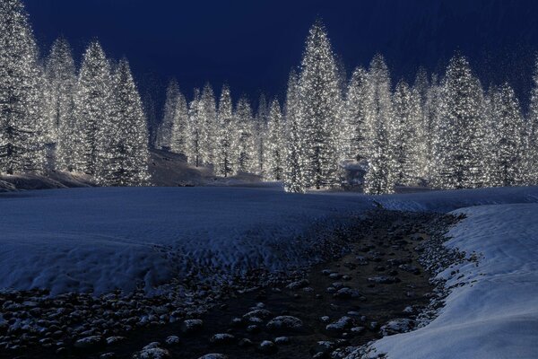 Forêt d hiver de Noël dans les lumières