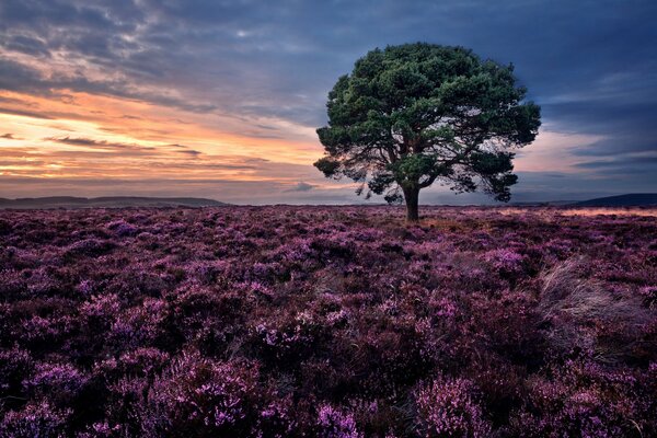 A gorgeous sunset with a lonely heather on the field