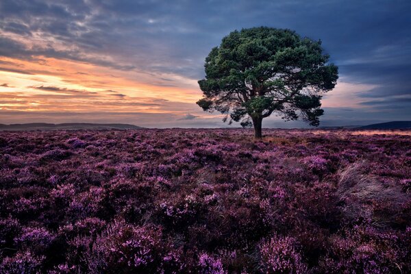 Tramonto chic con Erica solitaria sul campo