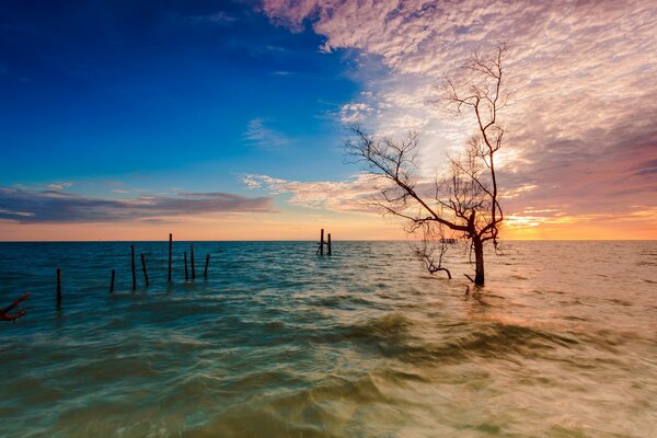 Tree trunks in the sea at sunset