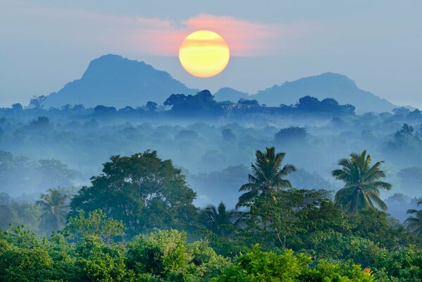 Vue de la forêt tropicale dans le brouillard