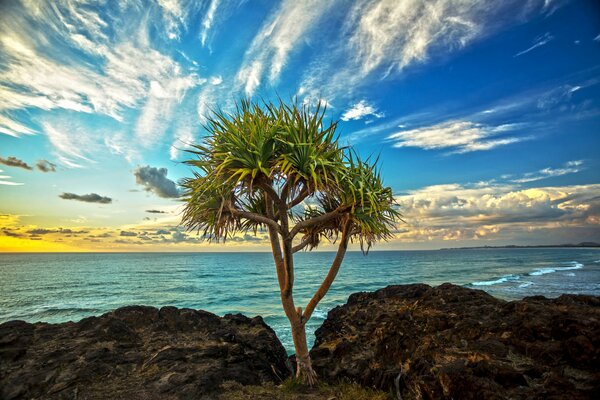 Baum auf dem Hintergrund des blauen Himmels und des Meeres